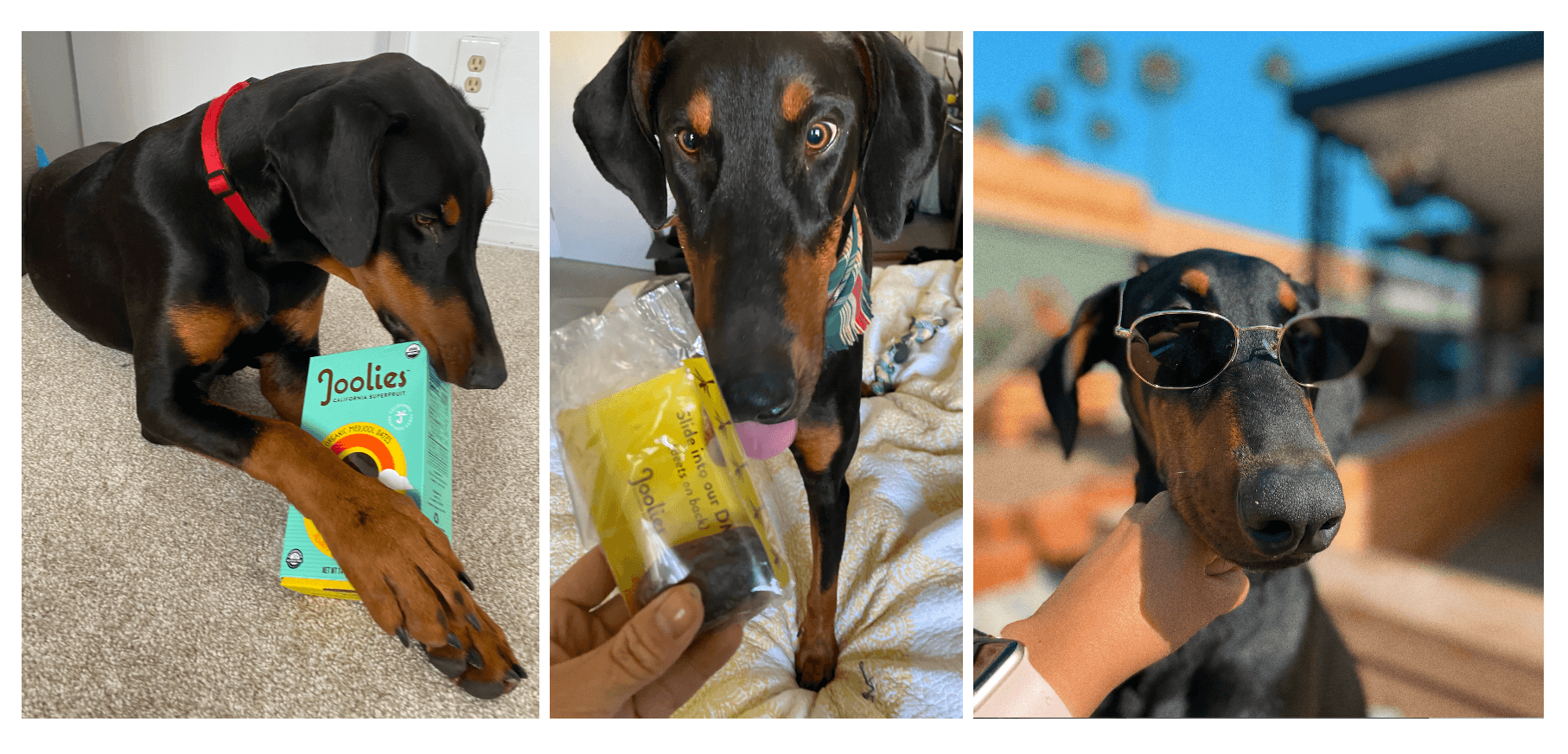 Are Dates Good For Dogs To Eat